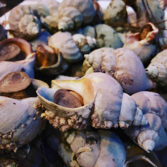 Des bourgots recueillis par Chasse-Marée, entreprise locale de Rimouski qui offre des produits de la mer et de la pêche provenant du fleuve Saint-Laurent.